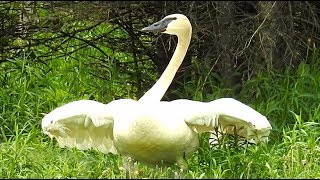 Cygne Trompette Cri Trumpeter Swan Honking Call Youtube