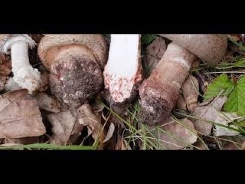 Video: Giftig svamp - panterflugsvamp