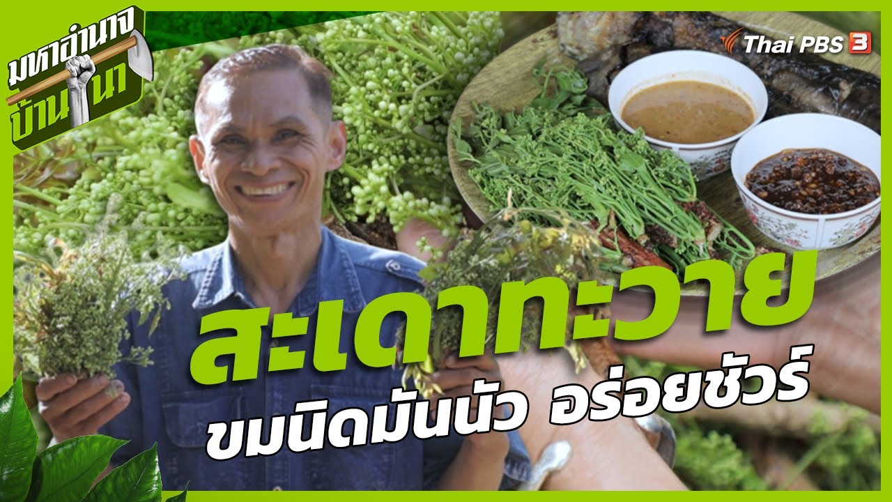 สะเดาทะวาย ขมนิดมันนัว อร่อยชัวร์ | มหาอำนาจบ้านนา