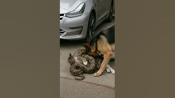 Heart Stopping Rescue | Dog Fights Giant Python to Save Cat #dogrescue #wildlife #herodog