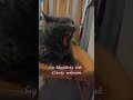 cat also feels when you are sad.😢 #shorts #love #vlog