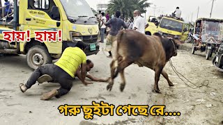 পাগলা গরুর তান্ডব! গরু ছুটে গিয়ে ভোঁ দৌড়! সবাই রাস্তায় গড়াগড়ি খাচ্ছে। উত্তরা হাটের পাগলা গরু।