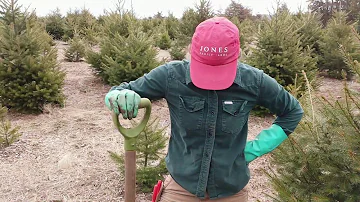 S3/E7 Planting Christmas Trees