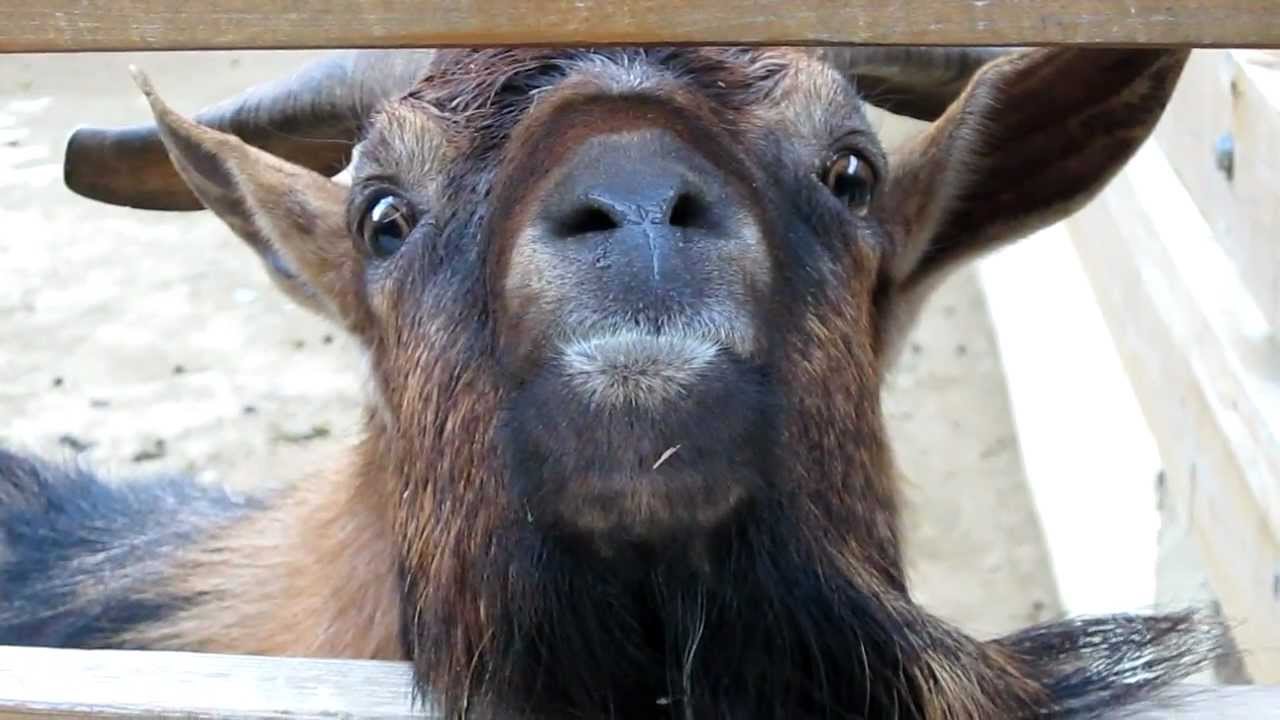 Pygmy Goat Goes Nuts - YouTube