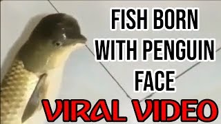 [VIRAL VIDEO] Fish born with a Penguin head | Penguin and fish cross