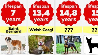 Comparison: Lifespan of Dog Breeds | How Long Will Your Dog Live by Your Pet's Special 29,910 views 2 years ago 3 minutes, 8 seconds