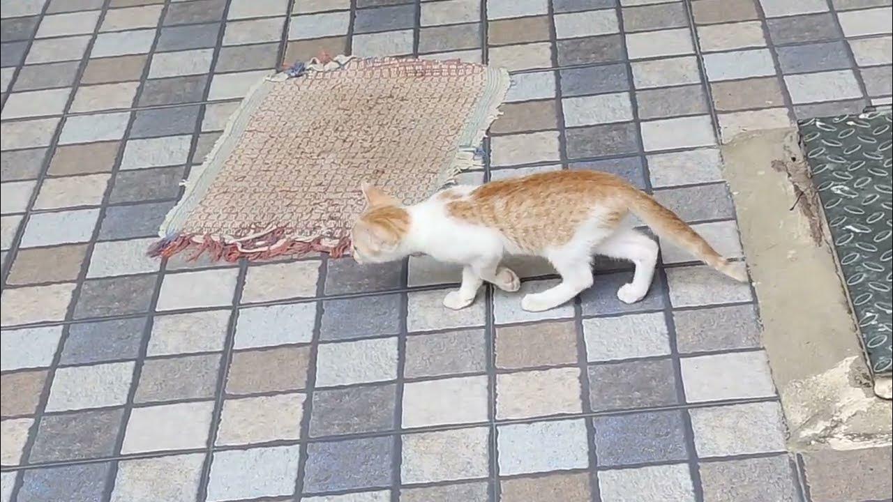 Orange Cat Vs Black Cat Fight Cat Live YouTube