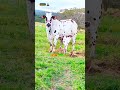 Cow Animals Trending LasinyarisekiLaizer Injoren By Nyangulo Republic Subscribe Cow Animals Trending LasinyarisekiLaizer Injoren By Nyangulo Republic Subscribe