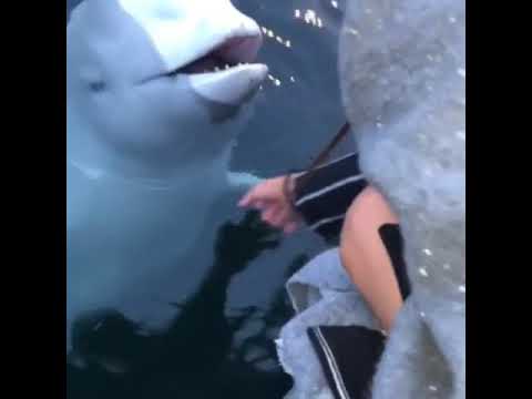 Russian spy! Beluga whale saves iphone from sea