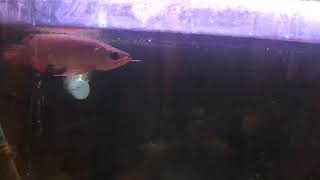 Super Red Arowana