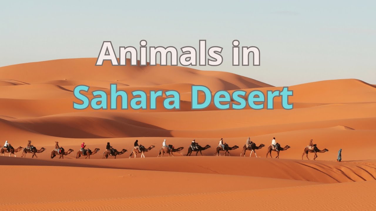 Animals in Sahara Desert | Amazing Desert Animals