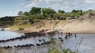 Serengeti Wildebeest Migration