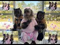 Great Morning ☀️ with 3 Monkeys Russel, Angelika & Toby ❤️