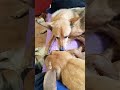 Дина и Дана. #приютдлясобак #помощьбездомным #помощьсобакам #собака