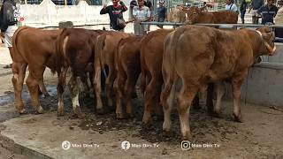 HARGA TURUN BEBAS PILIH !! PEDET JANTAN HASIL BOLANG RIZA ANDI FARM DI PASAR AMBARKETAWANG JOGJA !!