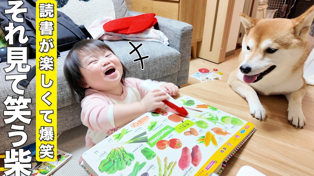 The Shiba Inu's smile, contagious by the two-year-old's hilarious