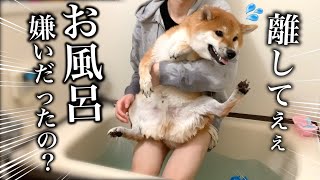 初めてのお風呂に挑戦したら大パニックになった柴犬が可愛すぎました..【お店は大丈夫なのに.,,】