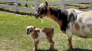Allagash the goat baby arrives! by Sunflower Farm Creamery 64,006 views 2 weeks ago 1 minute, 48 seconds