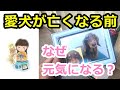 【ペットロス】愛犬が亡くなる前に、一時的に元気になる現象について 犬の死 犬の死後 前兆