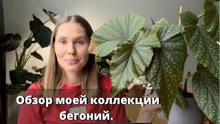 Обзор моей коллекции бегоний.