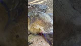 Peces puerco (peje puerco) video viral en facebook