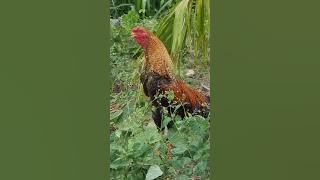 seval sound effects #trendingshorts