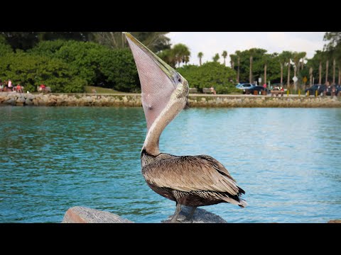 A Pelican Eating Fish