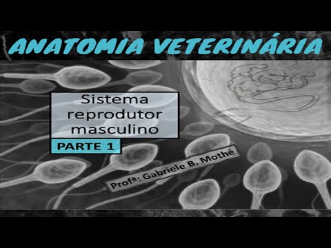 Vídeo: Órgãos genitais dos animais. Reprodução dos animais. Os maiores e menores animais