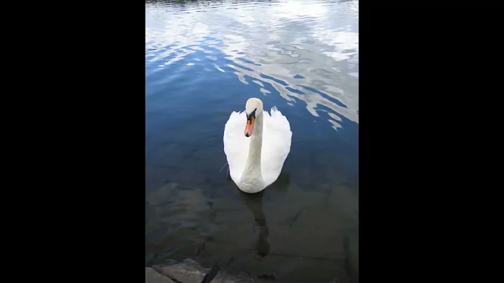 The Swan and Swanlings-4 flutes Performed by me-Ju...