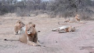 Mayanbulas Remains as they Drive Out The Birmingham Breakaway Male Lions from the Pride lands Ep 112