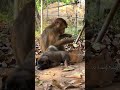 Dollar best care baby cats...😝#adoreble #monkey #babyanimals #cute