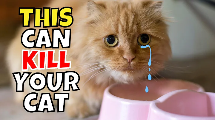 If You Have an Indoor Cat, Experts Warn to NEVER Do This!