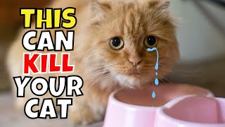 If You Have an Indoor Cat, Experts Warn to NEVER Do This!