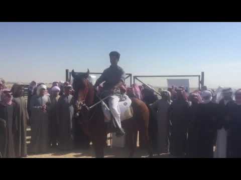 مزاين ابل الشاعر عايد الشلال وعرضة الفارس بدر الشلال بالجواد مفرح