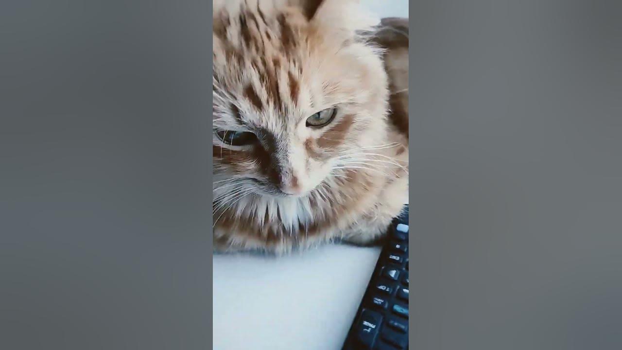 Фин Максвелл кот? - YouTube