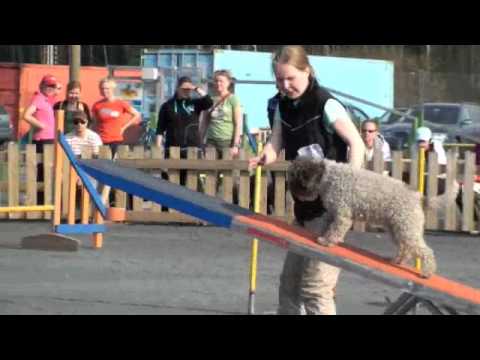 petsafe pet fence