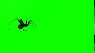 Паук Футаж хромакей на зеленом фоне Footage on green background Chroma key