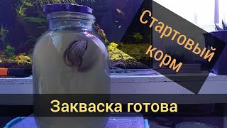 Стартовый корм - Инфузория туфелька. Первый день разведения петушков.