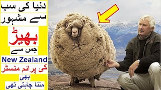 Story of &#39; Shrek the Sheep &#39;