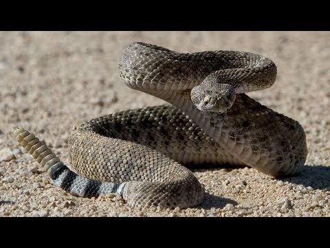 lizard skin grips Reptile News: It's Rattlesnake season!!!!!!!!!!