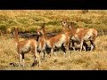 VICUNA’s PARADISE ON THE TOP OF THE WORLD – Altiplano-Puna, Central Andes, CHILE
