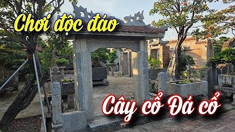 Bất ngờ khi tới thăm vườn cây cổ và đá cổ của nghệ nhân Chử Minh Nghiệp xã Văn Giang tỉnh Hưng Yên 