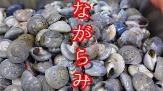 ながらみ【Button top shell】　千葉名産の巻貝の　砂抜き方法と美味しい塩ゆでのやり方