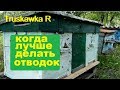 Как получить отводок #пчёл не требующий к себе внимания. Полностью самостоятельный.