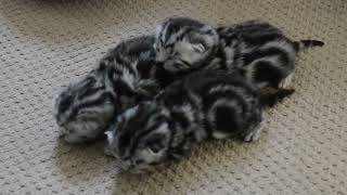 Silver Tabby Baby Kittens only three days old unable to see until their eyes open in two days time. by Robocats 742 views 1 year ago 45 seconds