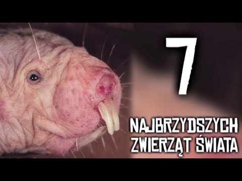 7 najbrzydszych zwierząt świata [Ciekawostki]