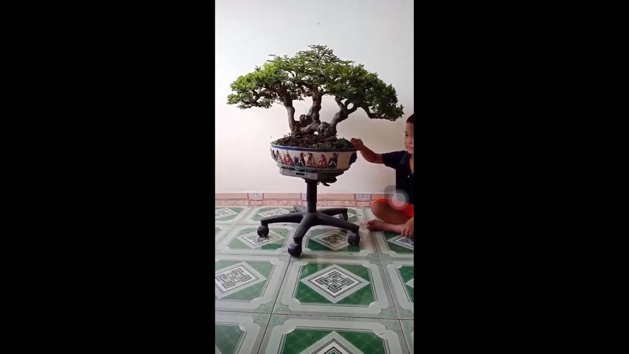 Bonsai.Cây Gì Đây|Nhà Nông Chơi Cây - YouTube