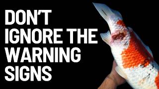 How To Survive A Bacterial Outbreak In Your Koi Pond Step By Step