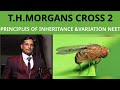 50.T.H. MORGANS CROSS 2 IN drosophila|Principles of inheritance and variation|CLASS 12|NEET