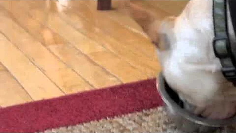 Remy Eats in 30 Seconds!
